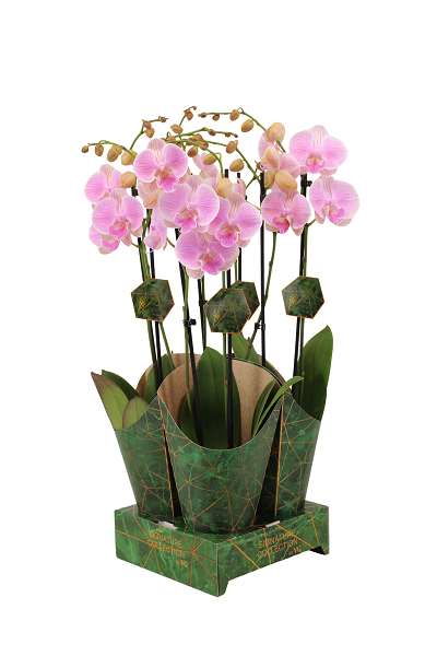 Picture of PHALAENOPSIS 02-STEM GENTLE WHISTLER + COVER