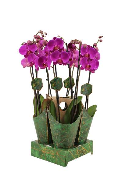 Picture of PHALAENOPSIS 02-STEM MIDNIGHT RAMBLER + COVER