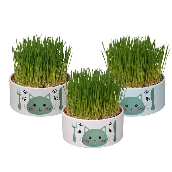 Picture of TRITICUM KITTY GRASS IN FEEDING TROUGH