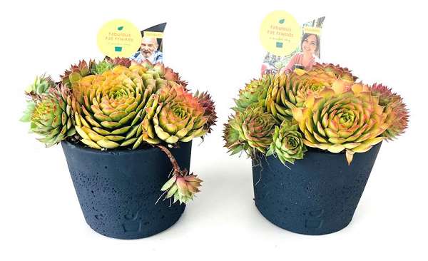 Picture of SEMPERVIVUM CHICK CHARMS IN CERAMIC