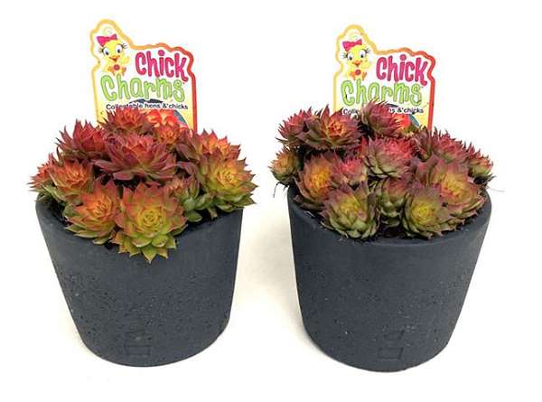Picture of Sempervivum chick charms in ceramic