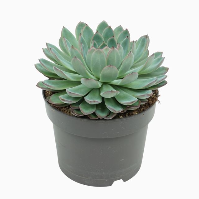 Picture of ECHEVERIA APUS 