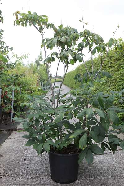 Picture of AESCULUS PARVIFLORA