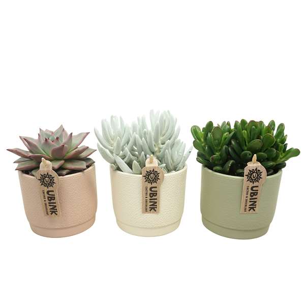 Picture of SUCCULENT MIX IN CERAMIC