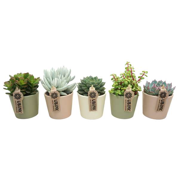 Picture of SUCCULENT MIX IN PASTEL CERAMIC