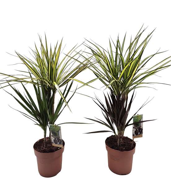 Picture of DRACAENA TUTTI FRUTI +030/+015