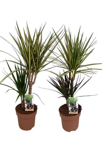 Picture of DRACAENA TUTTI FRUTI +030/+015