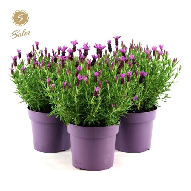 Picture of Lavandula stoechas