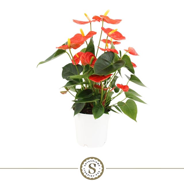 Picture of ANTHURIUM ANDREANUM CHAMPION ORANGE