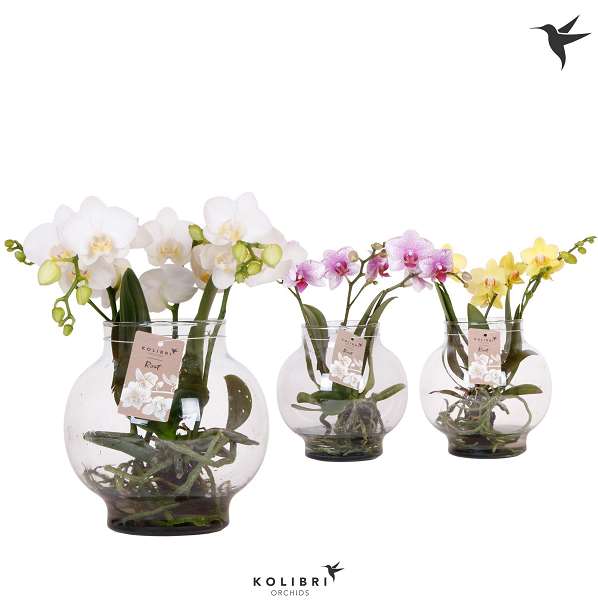 Picture of PHALAENOPSIS ROOTS MIX IN GLASS