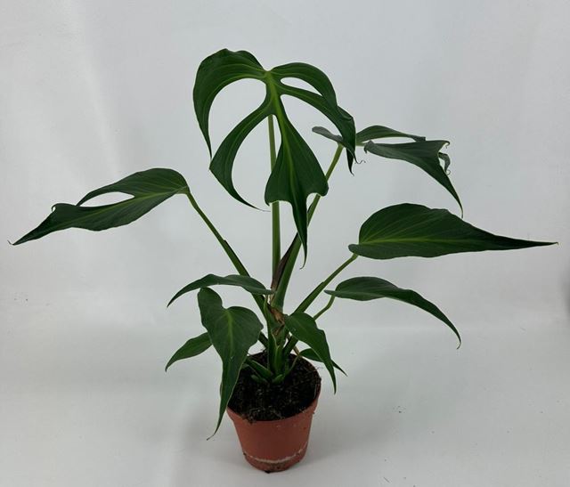 Picture of Monstera burle marx flame