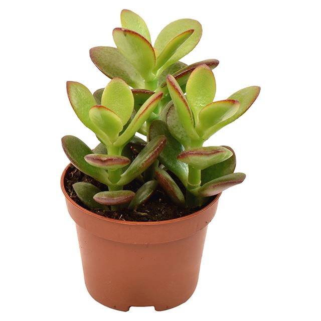 Picture of CRASSULA MINOR