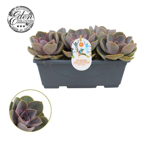 Picture of Echeveria perl van neurenberg