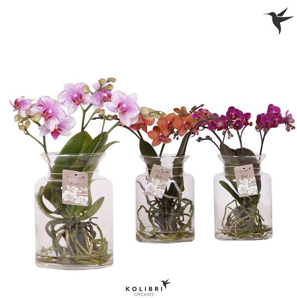 Picture of PHALAENOPSIS ROOTS MIX IN GLASS