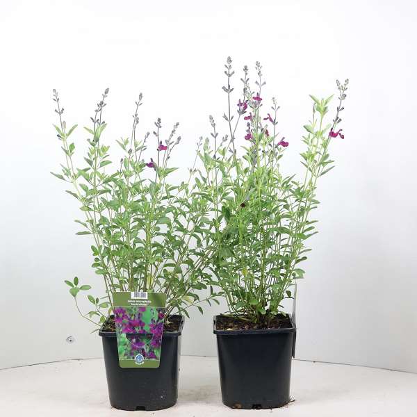 Picture of SALVIA JAMENSIS NACHTVLINDER