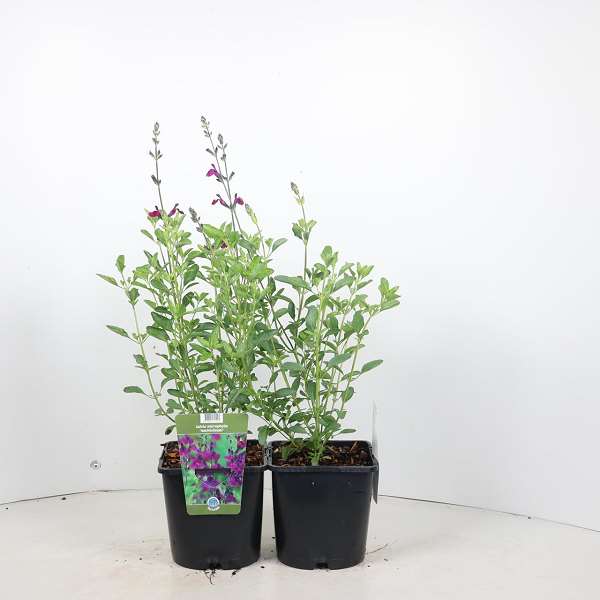 Picture of Salvia jamensis nachtvlinder