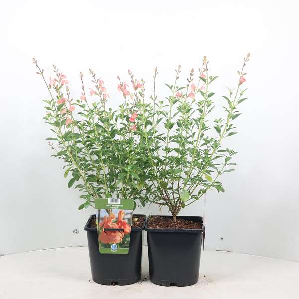 Picture of SALVIA MICROPHYLLA PAPAJAN