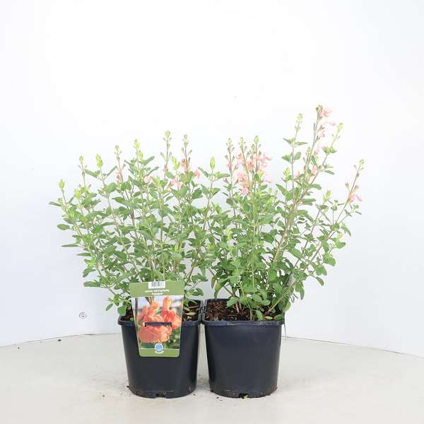 Picture of Salvia microphylla papajan