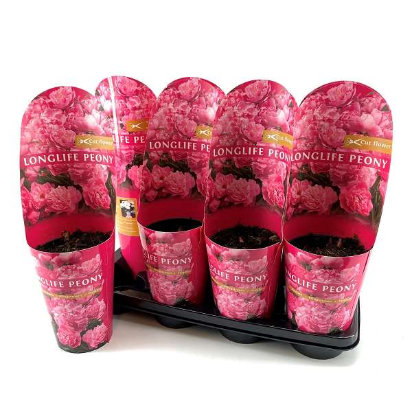 Picture of PAEONIA LONGLIFE PINK POTCOVER