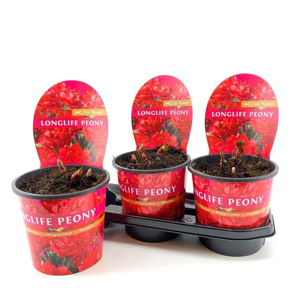 Picture of PAEONIA LONGLIFE RED POTCOVER