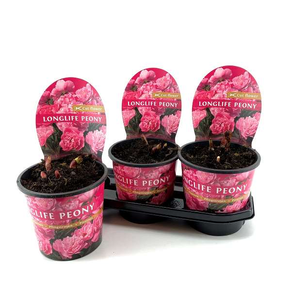 Picture of PAEONIA LONGLIFE PINK POTCOVER