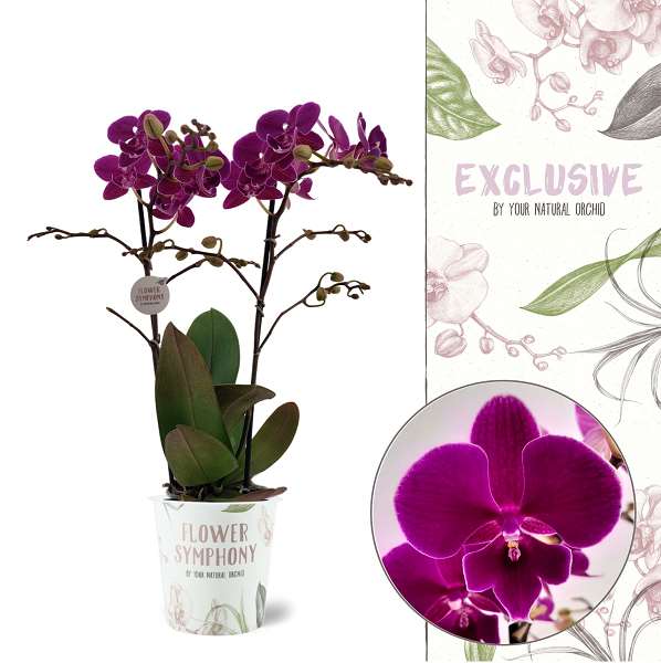 Picture of PHALAENOPSIS 02-STEM MAUVE FLOWER SYMPHONY