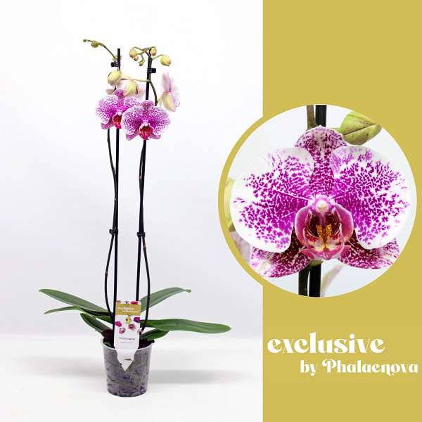 Picture of PHALAENOPSIS 02-STEM GOLDEN POEKER LEOPARD 