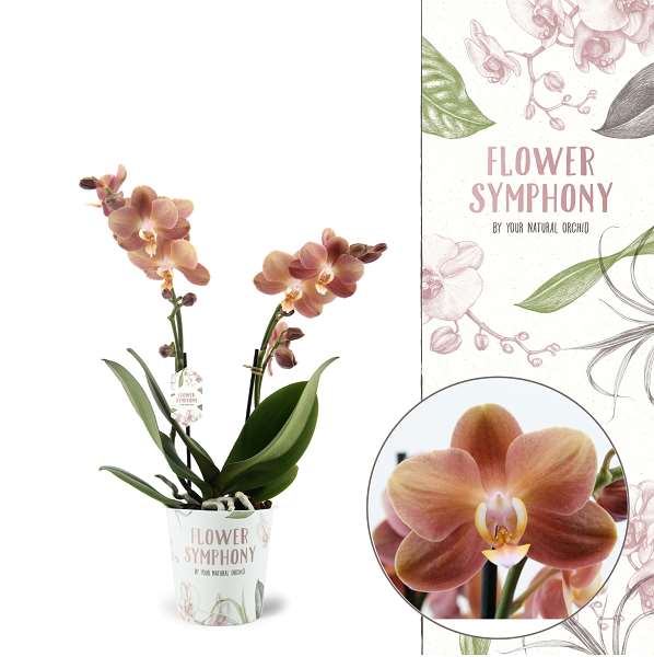 Picture of PHALAENOPSIS 02-STEM MONACO FLOWER SYMPHONY