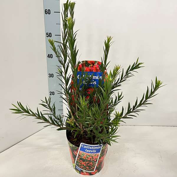 Picture of CALLISTEMON LAEVIS IN POTCOVER