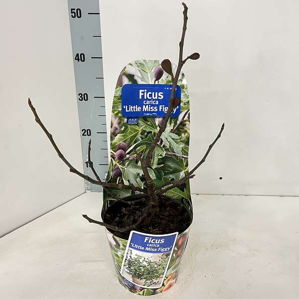 Picture of FICUS CARICA LITTLE MISS FIGGY IN POTCOVER