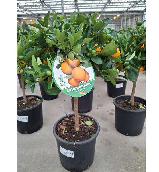 Picture of CITR. MITIS CALAMONDIN MINI-STAM