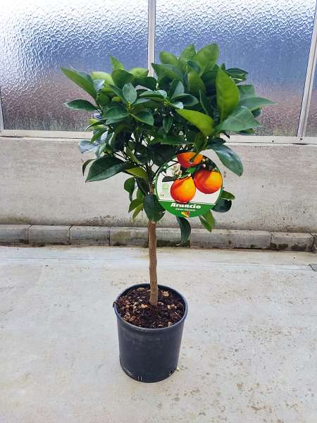 Picture of CITR. SINENSIS ORANGE MINI-TIGE