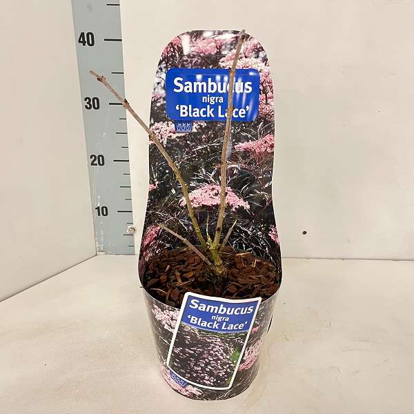 Picture of SAMBUCUS NIGRA BLACK LACE PBR IN POTCOVER