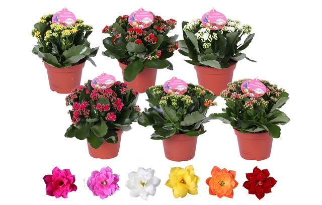 Picture of Kalanchoe gardenlina mix