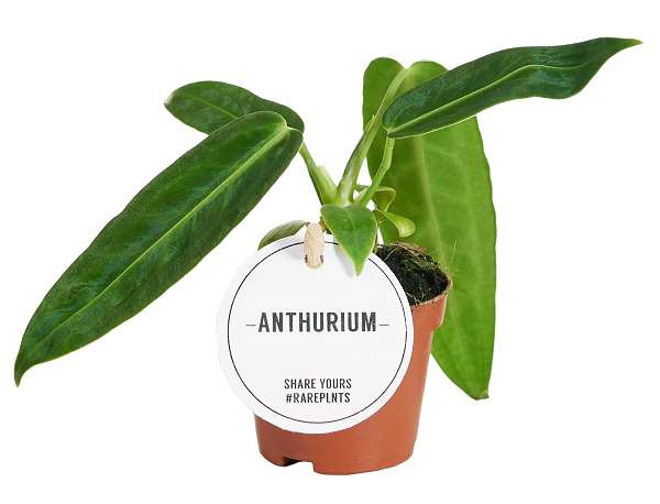 Picture of ANTHURIUM WAROCQUEANUM