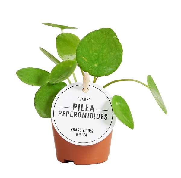 Picture of PILEA PEPEROMIOIDES 