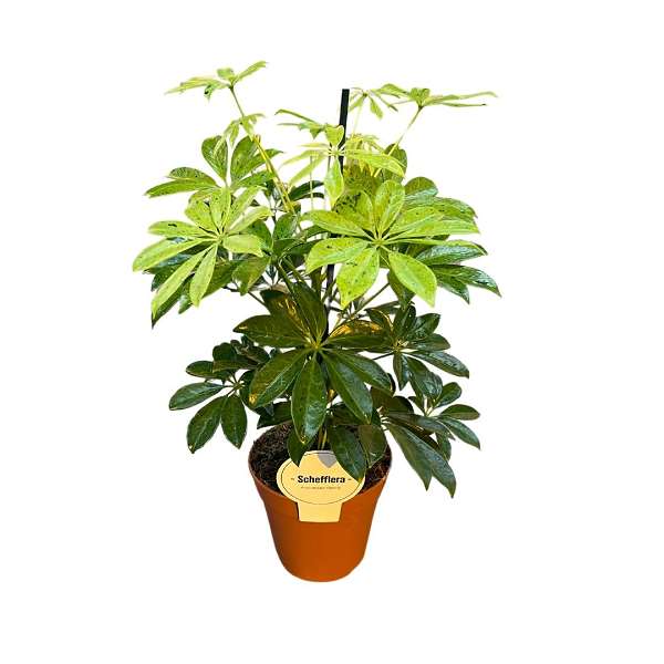 Picture of SCHEFFLERA ARBORICOLA ANNA