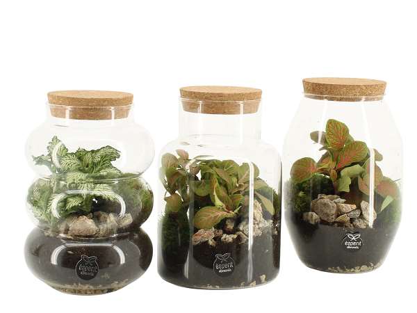 Picture of TERRARIUM