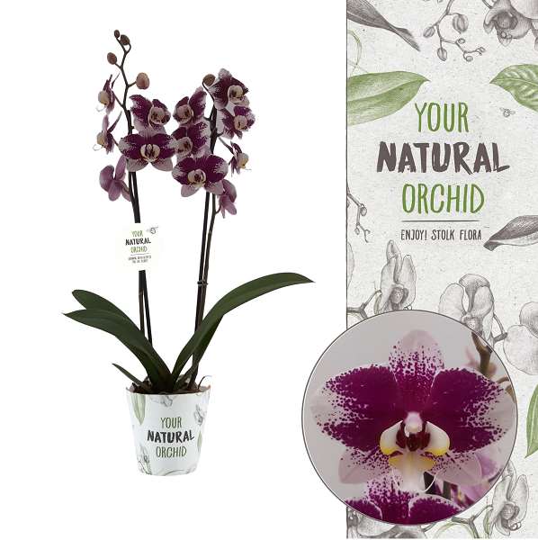 Picture of PHALAENOPSIS 02-STEM BARCELONA YOUR NATURAL ORCHID