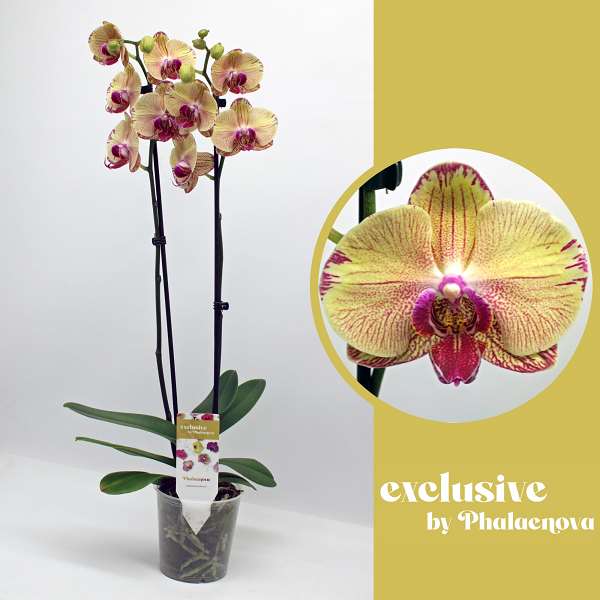 Picture of PHALAENOPSIS 02-STEM IRIS 