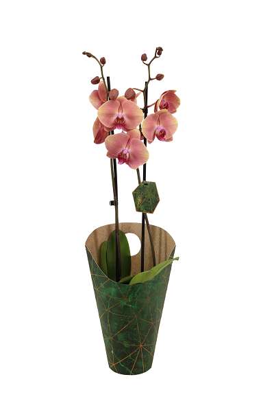 Picture of PHALAENOPSIS 02-STEM MID SUMMERNIGHT SIGNATURE