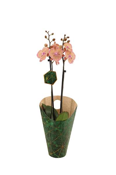 Picture of PHALAENOPSIS 02-STEM VERY MAPLE SIGNATURE