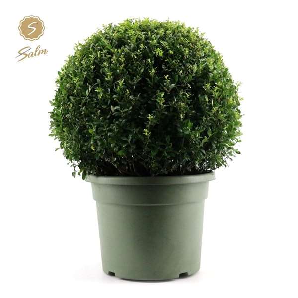 Picture of ILEX CRENATA BALL 070CM