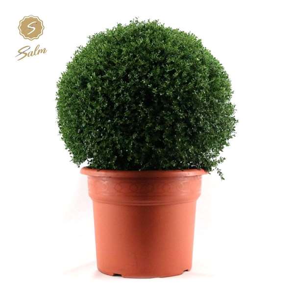 Picture of ILEX CRENATA BALL 080CM