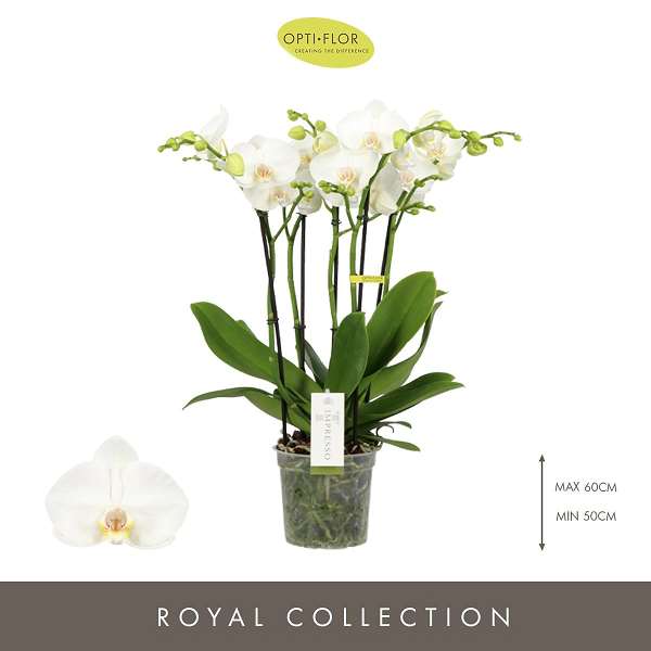 Picture of Phalaenopsis 04-stem impresso mathilde