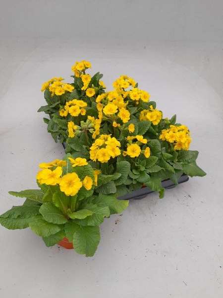 Picture of PRIMULA ACAULIS VERISTAR YELLOW