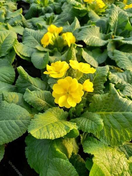 Picture of PRIMULA ACAULIS VERISTAR YELLOW