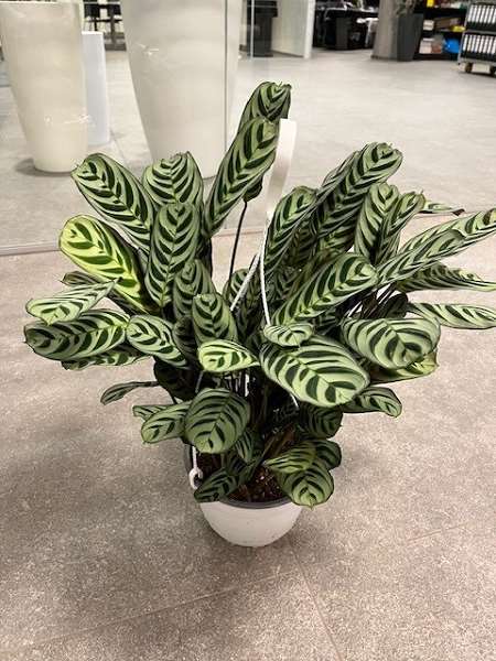 Picture of CALATHEA BURLE-MARXII HANGPOT