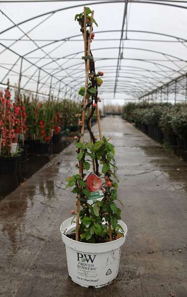 Picture of Chaenomeles speciosa mango storm