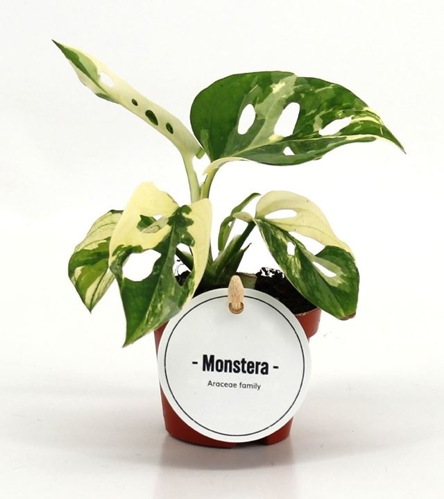 Picture of Monstera adansonii variegata
